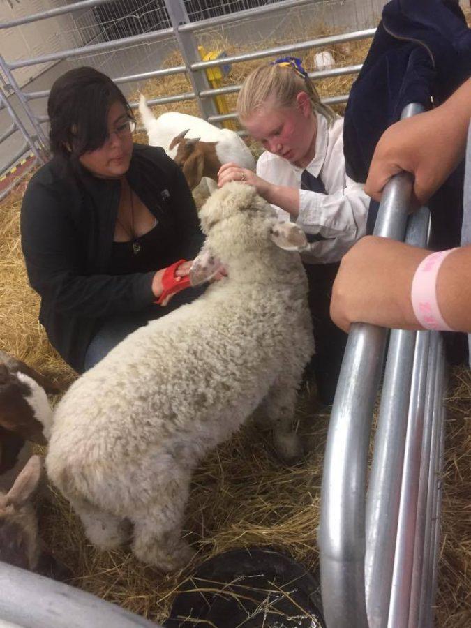 Greeley West students Hyde Mendoza and Sierra Weaver brush a lamb at the Open Barn on Wednesday night.  