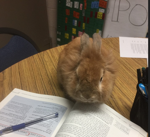 Shakespeare, the official mascot of the IB office, reads a book last week.  