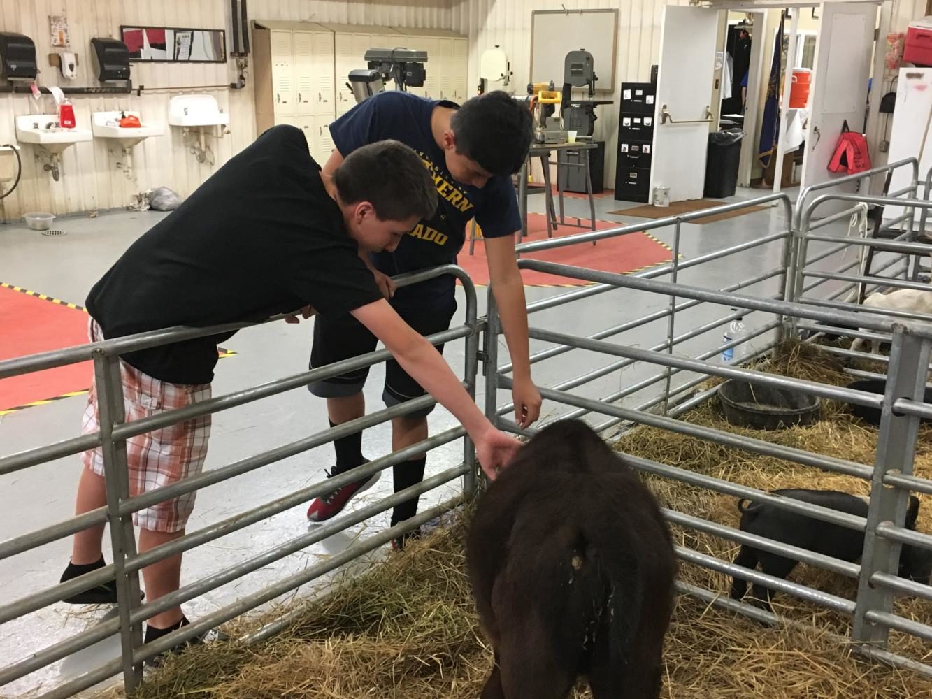 Freshmen Christian Pedrego and Eduardo Bravo pet a a calf during the Open Barn at Greeley West.