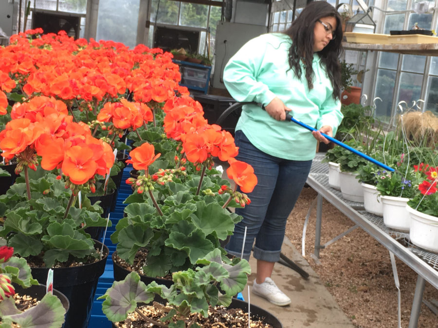 Junior Hyde Mendoza waters plants that were up for sale at the FFA plant sale.