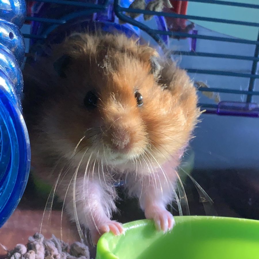 Cheese, Avas hamster who died recently, was a reminder to constantly enjoy your pets.  
