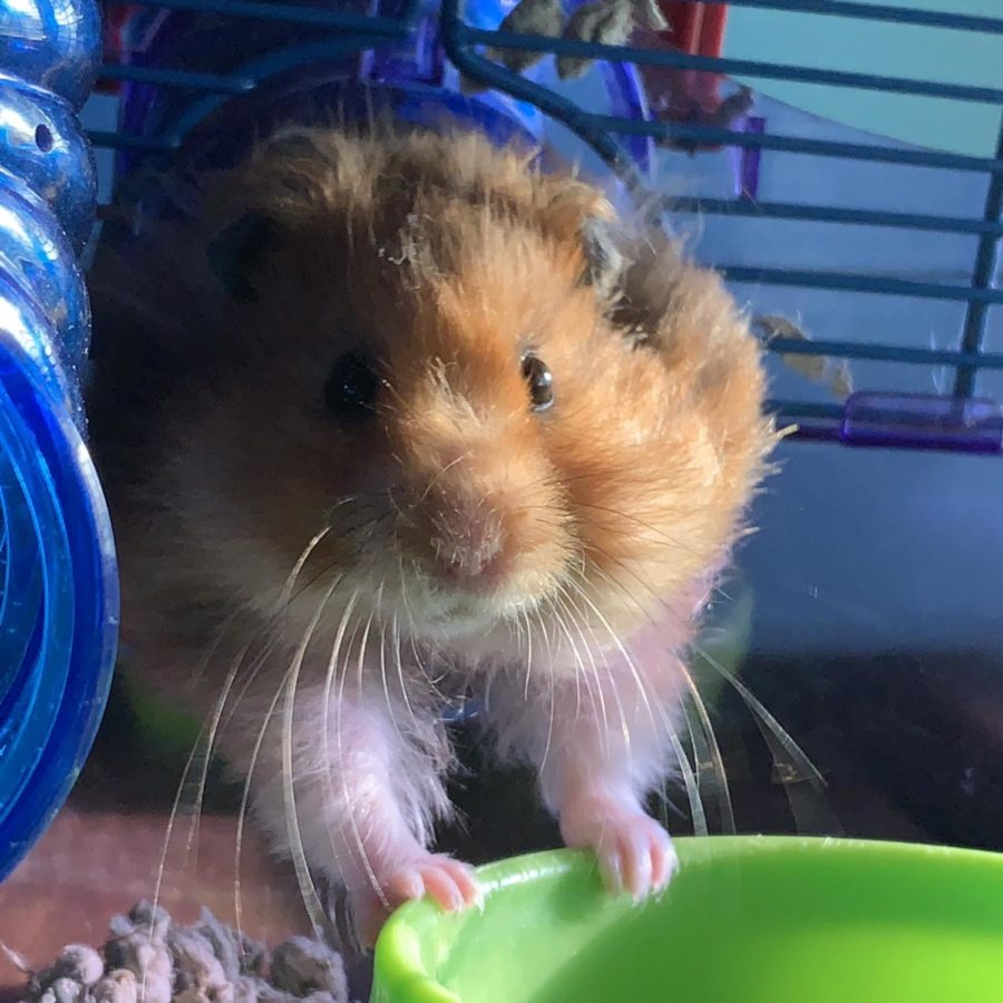 best hamster