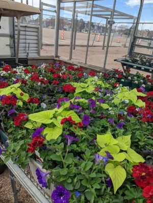 These plants are just some that will for sale this April, as the Greeley West plant sale goes online. 